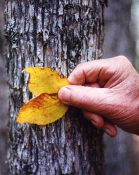 hornbeam-tree