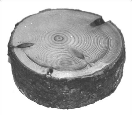 Early style Wooden Puck